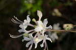 Mountain azalea